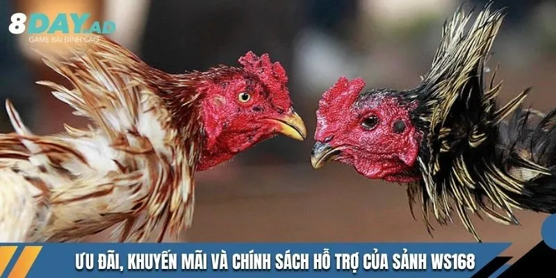 Ưu đãi, khuyến mãi và chính sách hỗ trợ của sảnh WS168